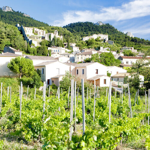 Provence - Weinberg