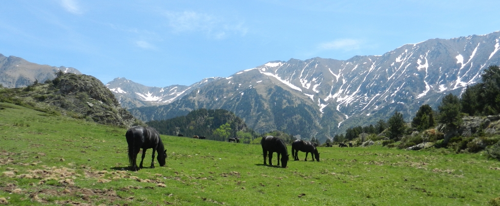 Halbwilde Mérens-Pferde auf dem Weg zum Lac de Font Vive