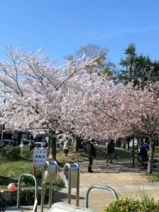 Kirschblüte in Kyōto