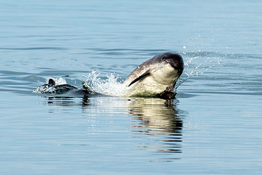 Schweinswale - Schweinswal Ahoi!