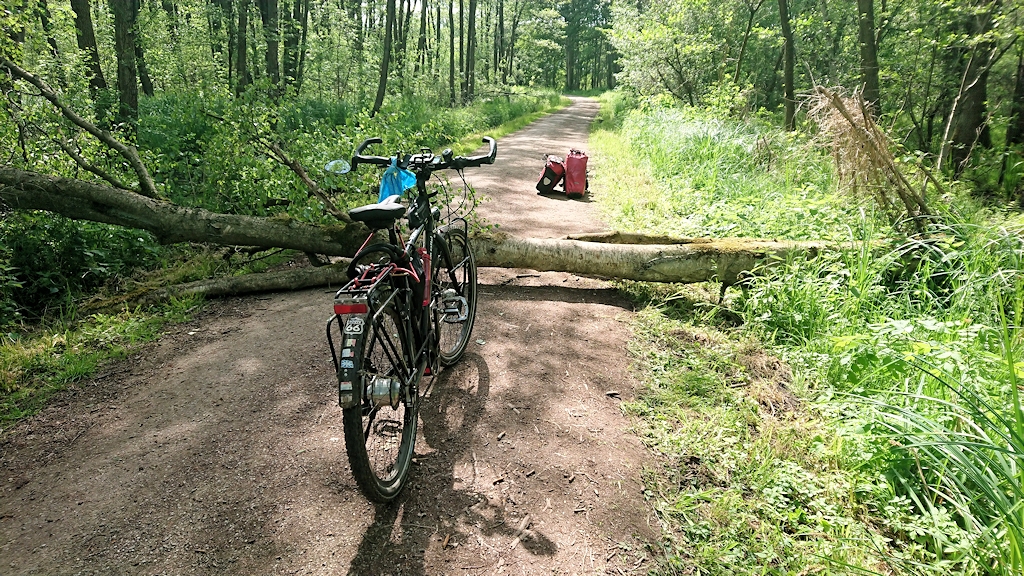 Sabbatical im Sattel - Der Baum, der den Müritzradweg versperrte und fast unsere Reise vermasselte