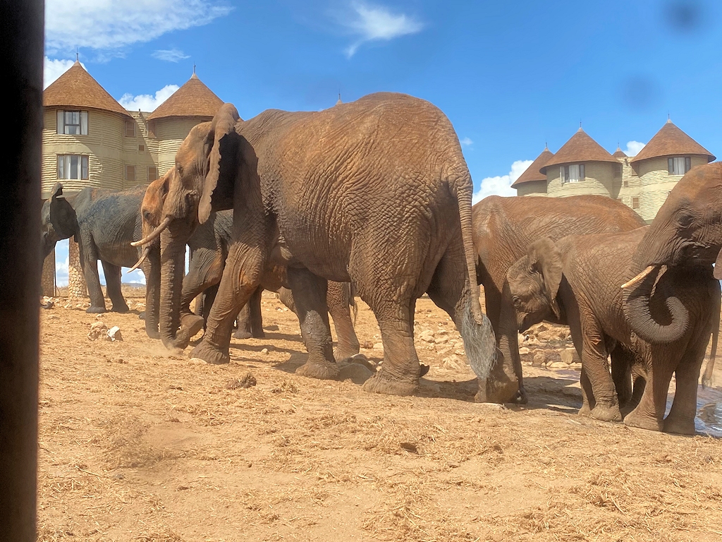 Elefanten ganz dicht an der Unterkunft