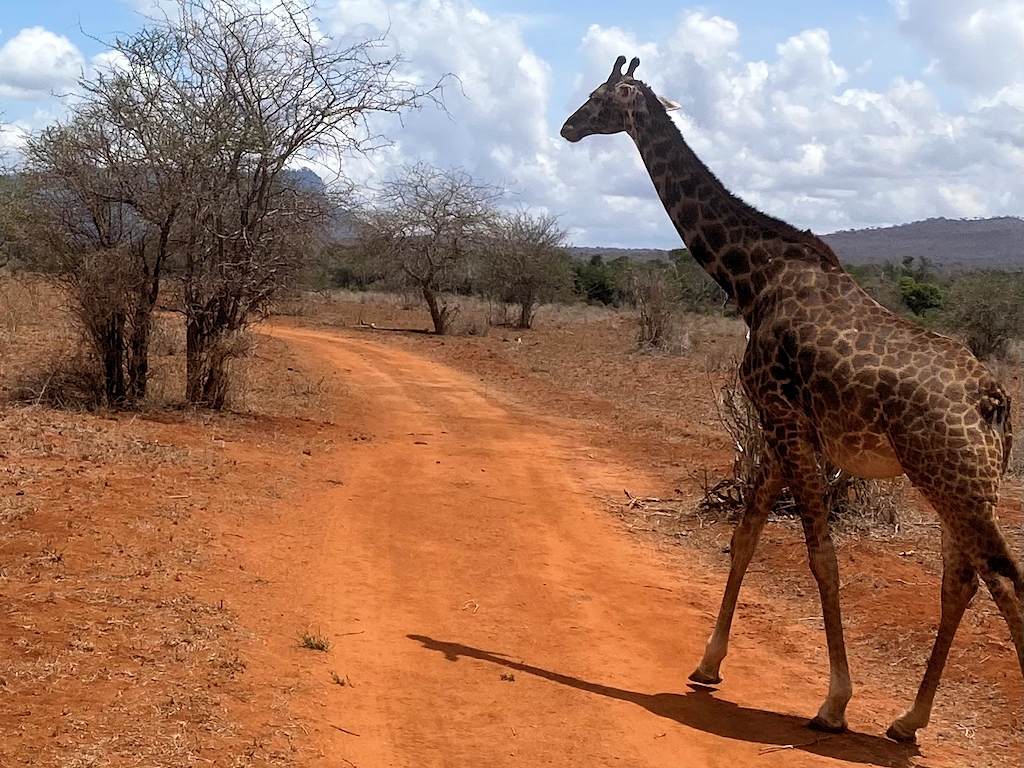 Giraffe im Tsavo West Nationalpark