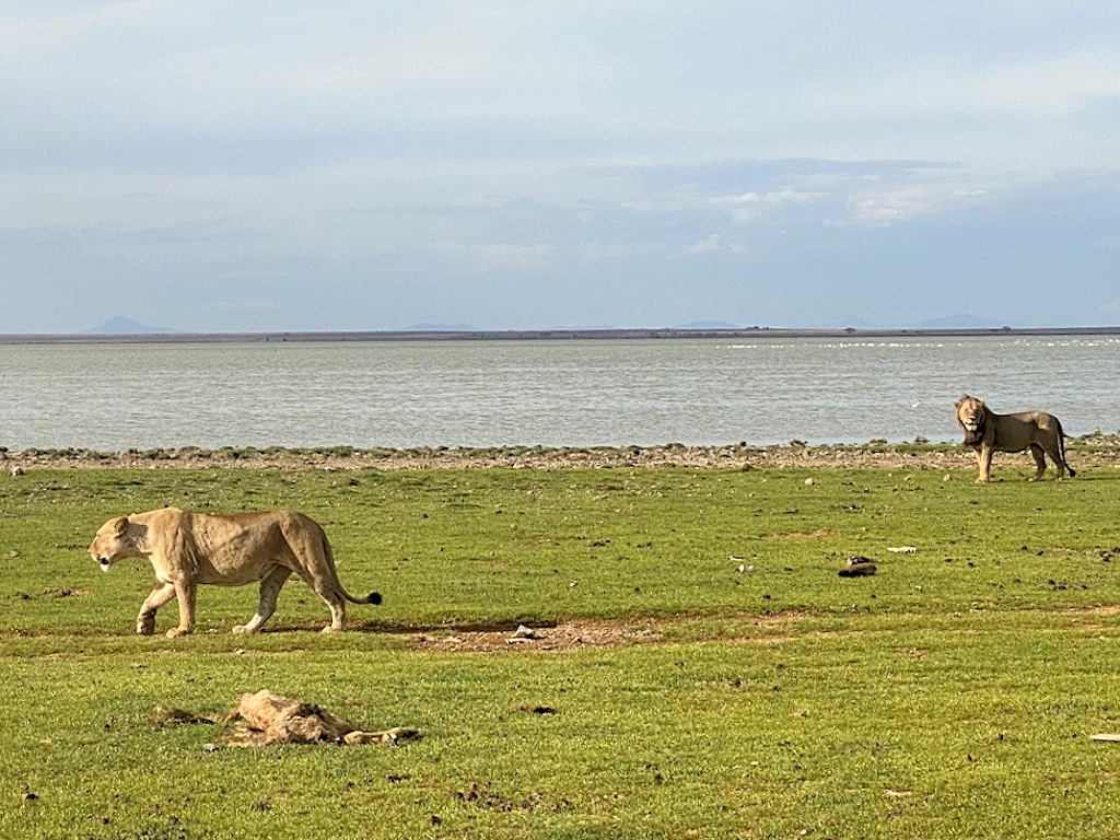 Löwen im Amboseli-Nationalpark