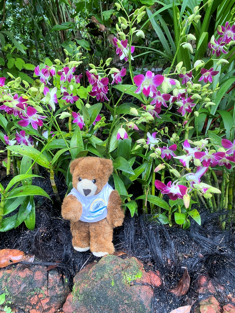 Der Urlaubär im Orchideengarten