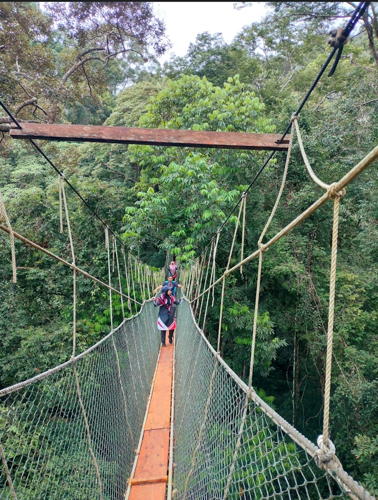 Hängebrücke im Dschungel
