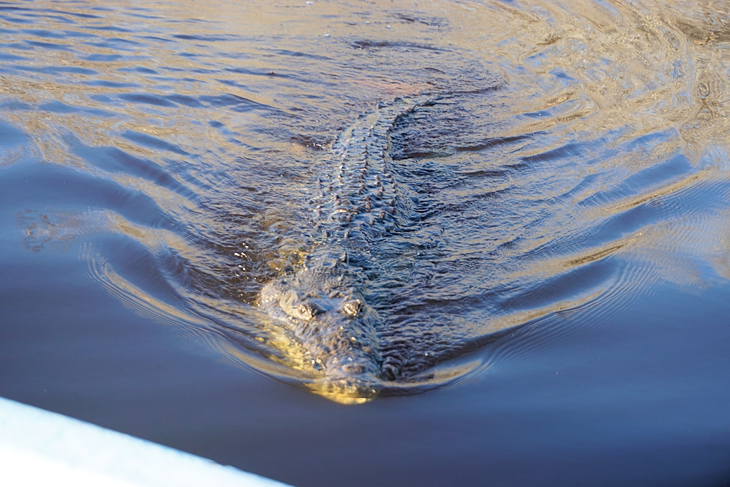 Krokodil in Río Lagartos