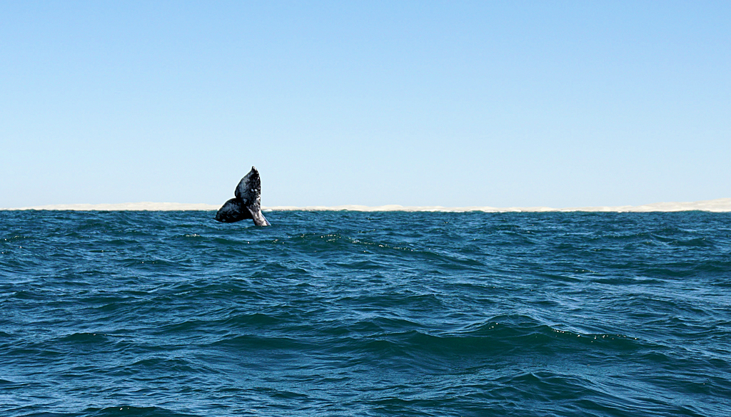 Whale watching in Guerrero Negro